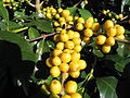 Žlutoplodá odrůda kávovníku arabského