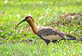 Buf-necked ibis