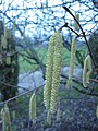 avelkorilo (Corylus avellana)