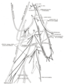 Plano do plexo cervical.