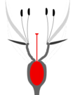 Unterständiger Fruchtknoten mit oben einem Hypanthium (epiperigyne Blüte)