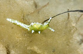 Oxynoe viridis, un Oxynoidae