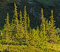 Lit by the midnight sun in Ivvavik National Park