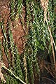 Tmesipteris obliqua na drvetu Dicksonia antarctica
