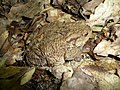 8. Barna varangy (Bufo bufo) a kép közepén, egyúttal az állati álcázás példája (javítás)/(csere)