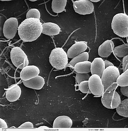 Electron microscope image of Chlamydomonas reinhardtii, a single-cell green alga about that swims with two flagella - used as a model organism for research on fundamental questions in cell and molecular biology