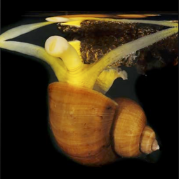 Marine snail Recluzia sp.