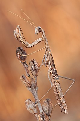 Rivetina baetica