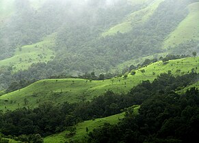 Shola-Grasslands complex in the Kudremukh National Park