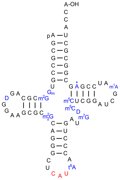 الرنا الناقل البادئ لدى الخميرة. 2'-O-ريبوزيل أدينوسين فوسفات موضح بـ A*.