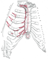 Передня поверхня sternum та реберні хрящі.