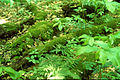 Image 5Downed wood replenishes topsoil as it decays. (from Old-growth forest)