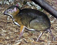 Cerf souris (Tragulus javanicus).