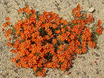 Lysimachia monelli, by Lycaon.