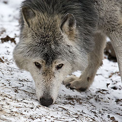 Un loup de l'Est, au zoo de Schönbrunn, à Vienne (Autriche). (définition réelle 1 600 × 1 600)