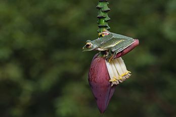 Une grenouille volante de Malabar, espèce endémique des Ghâts occidentaux (Inde). (définition réelle 5 400 × 3 600)