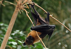 Chiroptera (Megachiroptera) Badul (Pteropus giganteus)