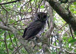 Tyto tenebricosa