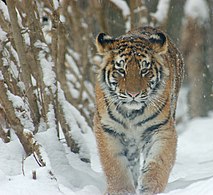 Tigro de Amur[1]