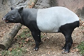 Чепрачный тапир (Tapirus indicus)