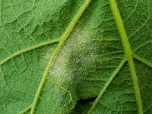 Photographie montrant des symptômes de mildiou de la vigne sur feuille.