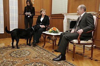 Konni sniffs Merkel, seated, during her meeting with Putin, also seated.