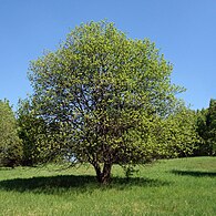 Salcie căprească (Salix caprea)