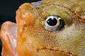 Oko ribe (Chaunax stigmaeus)