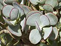 15. Fás hájvirág (Crassula arborescens) a müncheni botanikus kertben (javítás)/(csere)