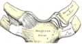 Vista anterior de la articulación esternoclavicular.