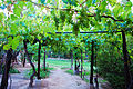 Piantagione di uva in Argentina. L'Argentina e il Cile sono tra i dieci maggiori produttori di uva e vino al mondo e il Brasile tra i venti maggiori.