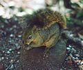 Costa Rica-i mókus (Syntheosciurus brochus)