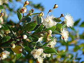 Geweune myrte (Myrtus communis)