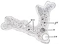 Trùng biến hình trần Amoeba proteus, một đại diện tiêu biểu của đơn bào đơn giản