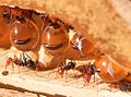 Image 32In honeypot ant repletes, the abdomens of the workers that hold the sugar solution grow vastly, but only the unsclerotised cuticle can stretch, leaving the unstretched sclerites as dark islands on the clear abdomen (from Arthropod exoskeleton)