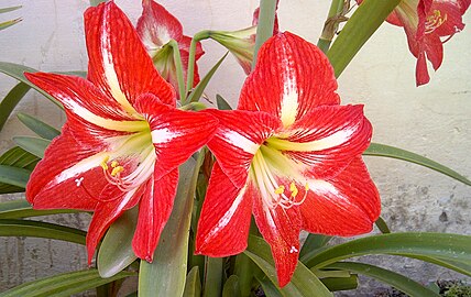 Flores de Hippeastrum mostrando os estames acima do estilete (com o seu estigma terminal).