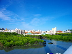 Manjärven mangrovepuita, taustalla Tomigusukun kaupunkia