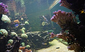 aquarium de la salle Nautilus,