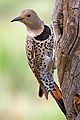 Northern Flicker: Like many woodpeckers, the flicker's flight is undulating. The repeated cycle of a quick succession of flaps followed by a pause creates an effect comparable to a rollercoaster.