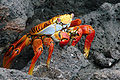 Image 18Grapsus grapsus, a terrestrial crab (from Malacostraca)