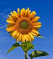 Sunflower, by Fir0002