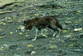 Lobo-do-himalaia na região do Alto Mustang na Área de Conservação do Annapurna