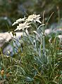 Alp edelveysi (Leontopodium alpinum)