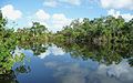 Image 10The New River near its estuary into the Caribbean Sea (Corozal District, Belize)