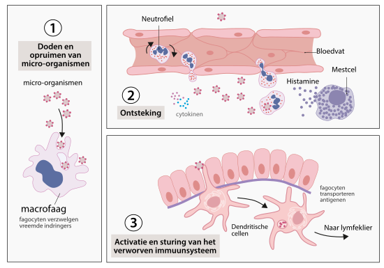 Drie belangrijke functies van de aangeboren afweer. Fagocyten hebben de taak lichaamsvreemde micro-organismen te doden en op te ruimen (1), een ontstekingsreactie op gang te brengen (2) en fragmentjes van de verteerde ziekteverwekker (antigenen) naar de perifere lymfeklieren te transporteren om daar het verworven immuunsysteem te activeren (3).