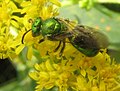 Augochloropsis metallica hembra (familia Halictidae). Pensilvania, Estados Unidos