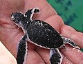 L'Île Heron est aussi célèbre pour être un lieu de naissance pour les tortues vertes.