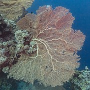 Annella mollis au large de Ras Mohammed dans la mer Rouge. Mars 2022.