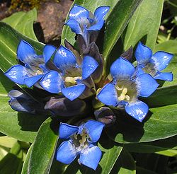 Ristikatkero (Gentiana cruciata)