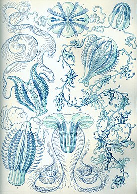 «Ctenophorae», иллюстрация из работы Э. Геккеля «Красота форм в природе» (1904)